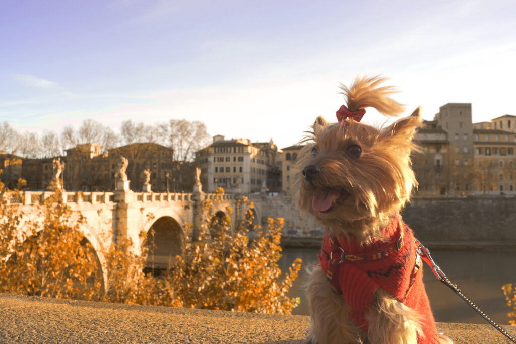 migrate to italy with your pet